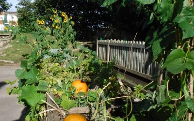 Flowers and Vegetables in our Garden