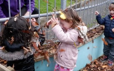 Video: Fun With Leaves