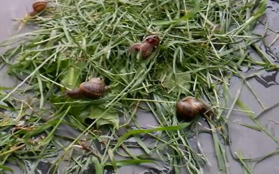 Video: Snails